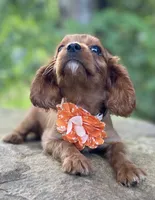 Amber, a female Cavalier King Charles Spaniel for sale in Crawford, TN – 3 of 7