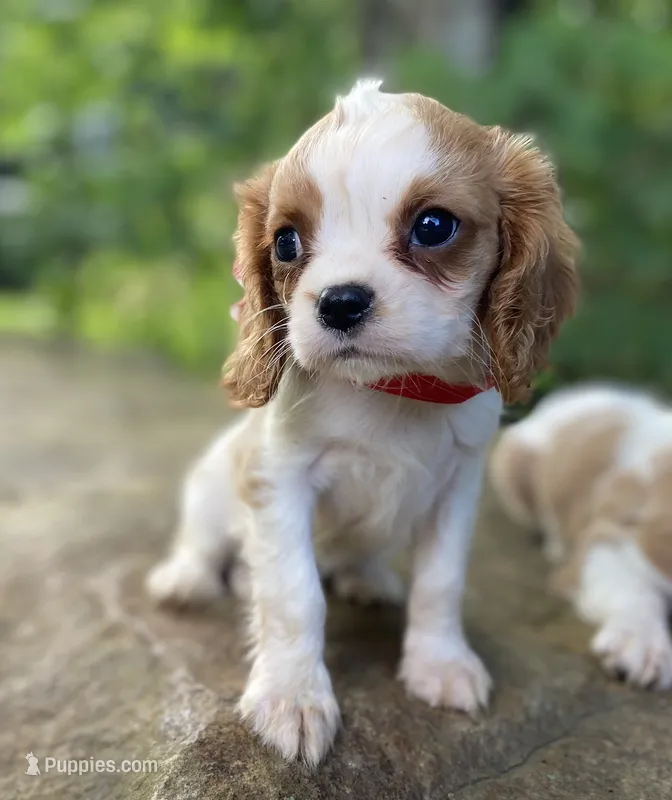 Opal – Cavalier King Charles Spaniel puppy for sale in Crawford, TN