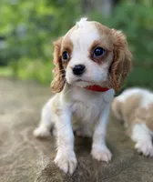 Opal, a female Cavalier King Charles Spaniel for sale in Crawford, TN – 1 of 5