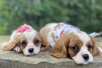 Emerald, a female Cavalier King Charles Spaniel for sale in Crawford, TN – 2 of 4