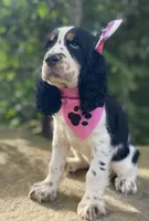 Marla, a female English Springer Spaniel for sale in Crawford, TN – 5 of 7