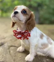 Opal, a female Cavalier King Charles Spaniel for sale in Crawford, TN – 5 of 5