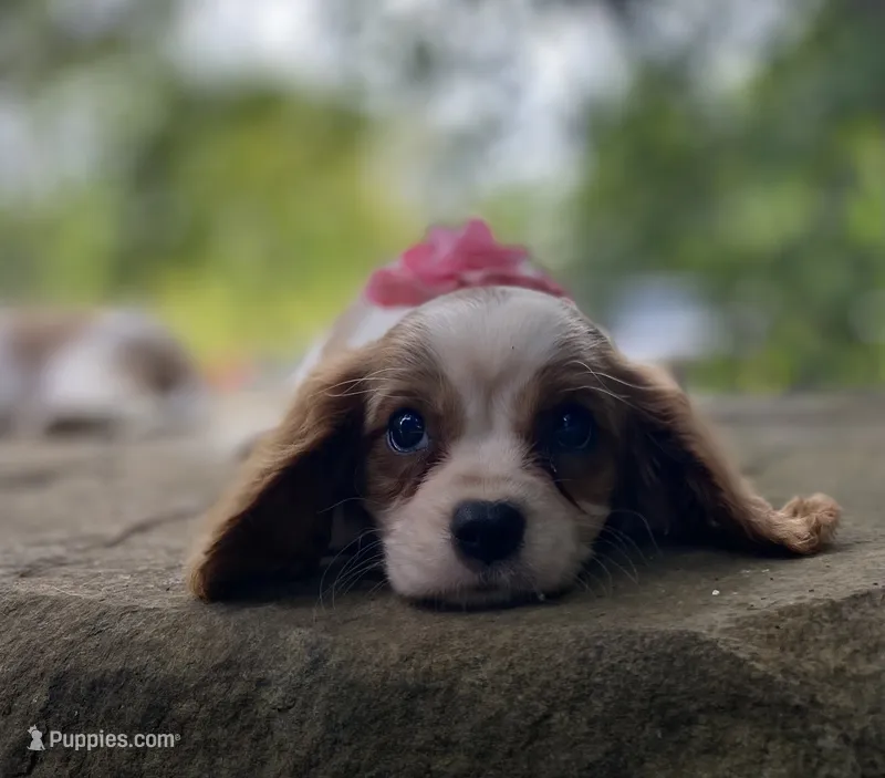 Emerald – Cavalier King Charles Spaniel puppy for sale in Crawford, TN