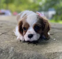 Topaz, a female Cavalier King Charles Spaniel for sale in Crawford, TN – 5 of 5