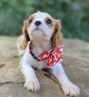 Opal, a female Cavalier King Charles Spaniel for sale in Crawford, TN – 4 of 5