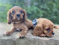 Amber, a female Cavalier King Charles Spaniel for sale in Crawford, TN – 4 of 7
