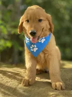 Tater tot, a male Golden Retriever for sale in Crawford, TN – 3 of 3