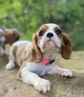 Topaz, a female Cavalier King Charles Spaniel for sale in Crawford, TN – 4 of 5