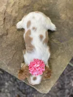 Emerald, a female Cavalier King Charles Spaniel for sale in Crawford, TN – 4 of 4