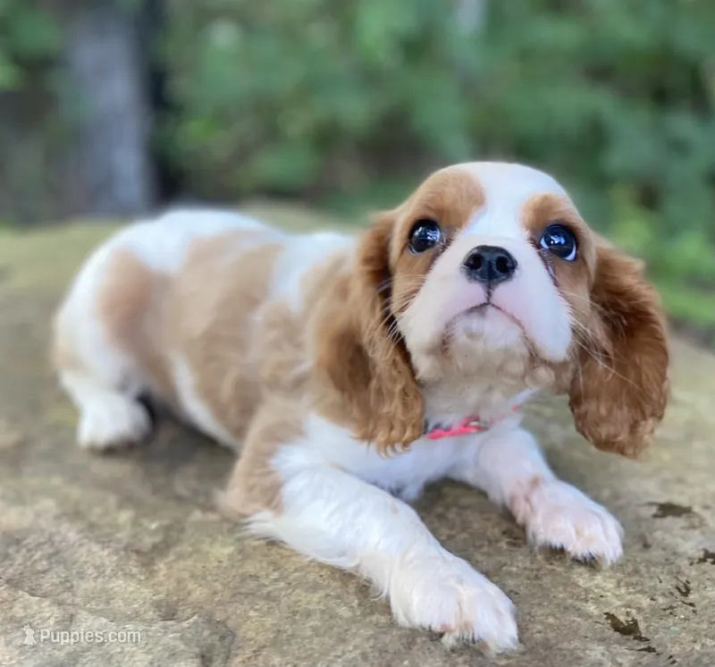 Topaz – Cavalier King Charles Spaniel puppy for sale in Crawford, TN