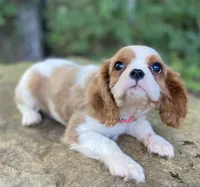Topaz, a female Cavalier King Charles Spaniel for sale in Crawford, TN – 1 of 5
