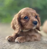 Amber, a female Cavalier King Charles Spaniel for sale in Crawford, TN – 6 of 7