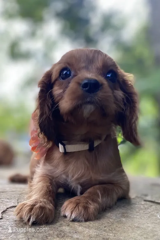 Amber – Cavalier King Charles Spaniel puppy for sale in Crawford, TN