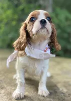 Jasper, a male Cavalier King Charles Spaniel for sale in Crawford, TN – 2 of 4
