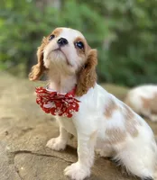 Opal, a female Cavalier King Charles Spaniel for sale in Crawford, TN – 3 of 5