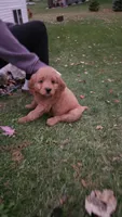 Goldendoodle , a female Goldendoodle for sale in Brownton, MN – 5 of 8
