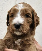 Goldendoodle , a male Goldendoodle for sale in Brownton, MN – 4 of 10