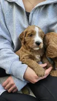 Goldendoodle , a male Goldendoodle for sale in Brownton, MN – 9 of 10