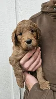 Goldendoodle , a male Goldendoodle for sale in Brownton, MN – 6 of 10
