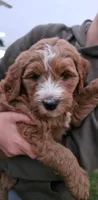 Goldendoodle , a male Goldendoodle for sale in Brownton, MN – 1 of 7