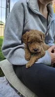 Goldendoodle , a male Goldendoodle for sale in Brownton, MN – 8 of 10