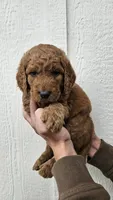 Goldendoodle , a male Goldendoodle for sale in Brownton, MN – 5 of 10
