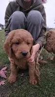 Goldendoodle , a female Goldendoodle for sale in Brownton, MN – 3 of 8