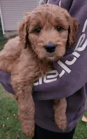 Goldendoodle , a female Goldendoodle for sale in Brownton, MN – 2 of 8