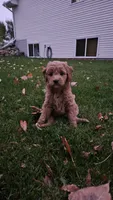 Goldendoodle , a female Goldendoodle for sale in Brownton, MN – 4 of 8