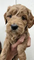 Goldendoodle , a male Goldendoodle for sale in Brownton, MN – 3 of 10