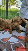 Goldendoodle , a male Goldendoodle for sale in Brownton, MN – 10 of 10