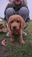 Goldendoodle , a female Goldendoodle for sale in Brownton, MN – 6 of 8
