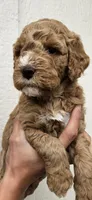 Goldendoodle , a male Goldendoodle for sale in Brownton, MN – 2 of 10