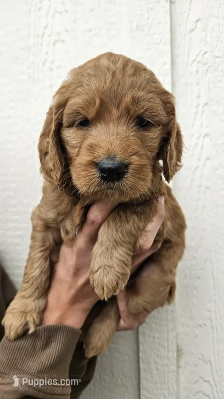 Goldendoodle  – Goldendoodle puppy for sale in Brownton, MN