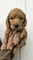 Goldendoodle , a male Goldendoodle for sale in Brownton, MN – 1 of 10