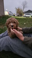 Goldendoodle , a male Goldendoodle for sale in Brownton, MN – 2 of 7