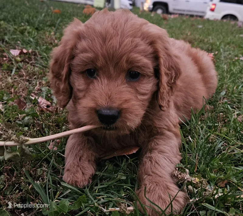 Goldendoodle  – Goldendoodle puppy for sale in Brownton, MN