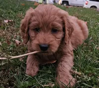 Goldendoodle , a female Goldendoodle for sale in Brownton, MN – 1 of 8