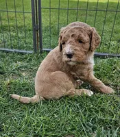Goldendoodle , a male Goldendoodle for sale in Brownton, MN – 7 of 10