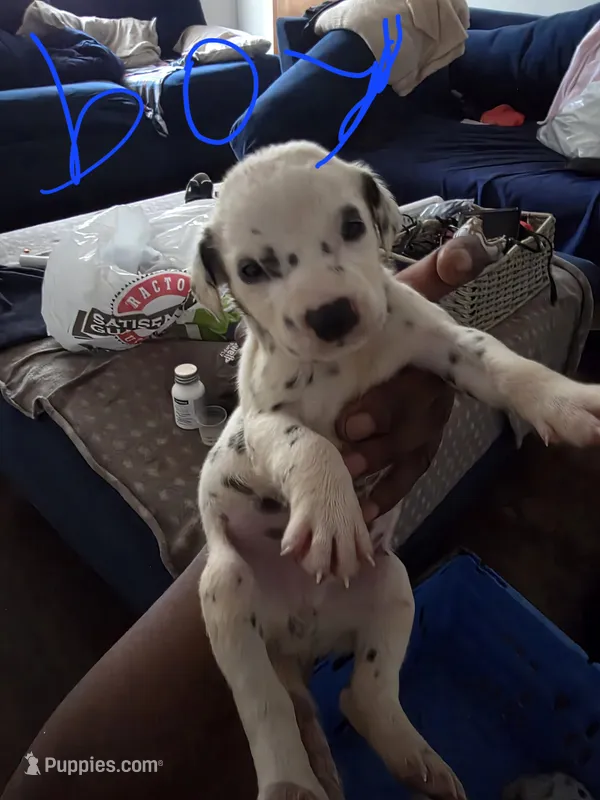 Mancho – Dalmatian puppy for sale in Columbia, SC