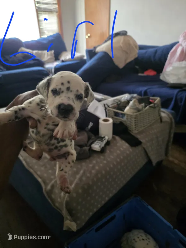 Bells – Dalmatian puppy for sale in Columbia, SC