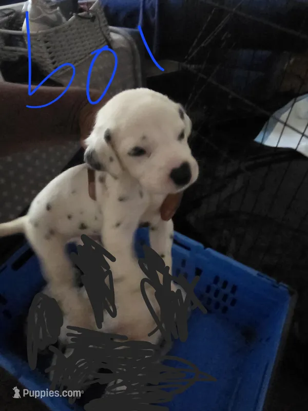 Dash – Dalmatian puppy for sale in Columbia, SC