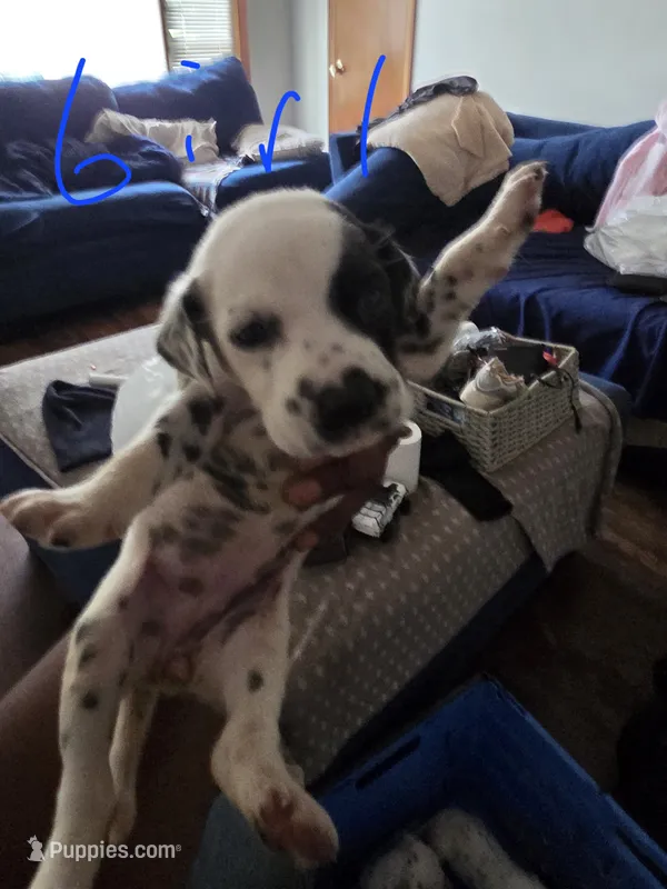 Zoey – Dalmatian puppy for sale in Columbia, SC