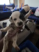 Zoey, a female Dalmatian for sale in Columbia, SC – 1 of 1