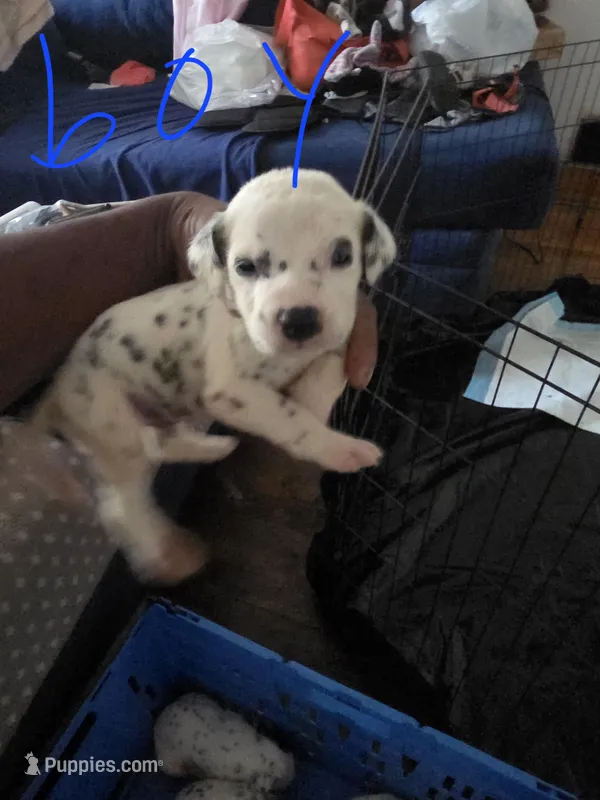 Dash – Dalmatian puppy for sale in Columbia, SC