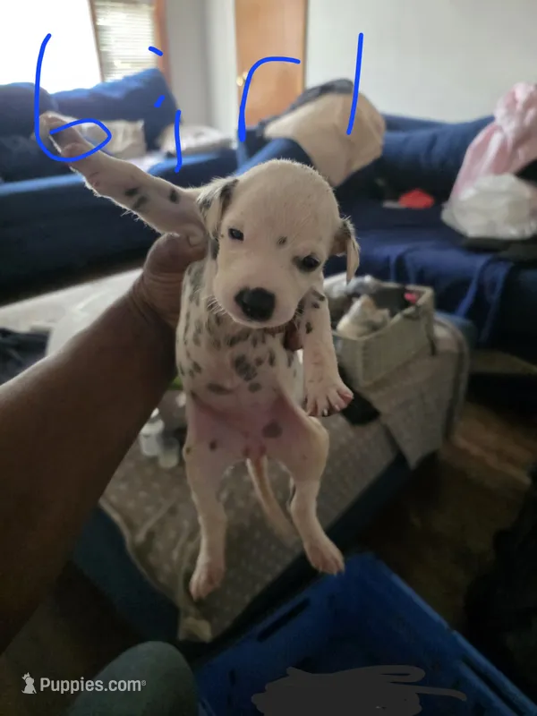 Anna – Dalmatian puppy for sale in Columbia, SC