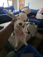 Anna, a female Dalmatian for sale in Columbia, SC – 1 of 1