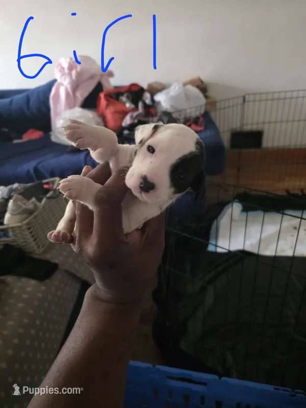 Lu – Dalmatian puppy for sale in Columbia, SC