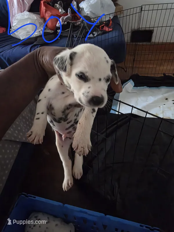 Sleepy  – Dalmatian puppy for sale in Columbia, SC