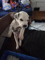 Sleepy , a male Dalmatian for sale in Columbia, SC – 1 of 1